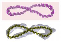 Structure of Supercoiled DNA (1 of 2 )
