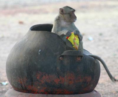 Macaque Sitting in Garbage Can