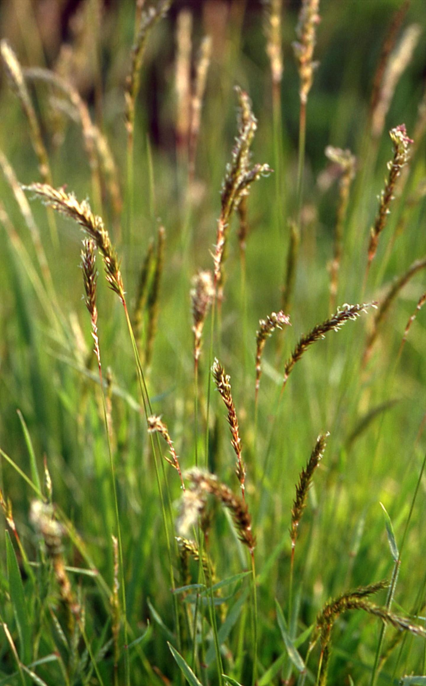 Vernal Sweetgrass