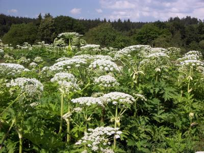 Heracleum Mantegazzianum