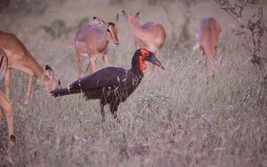 Southern ground hornbill