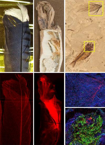 Trace Metals in Fossils Record Pigmentation (7 of 7)