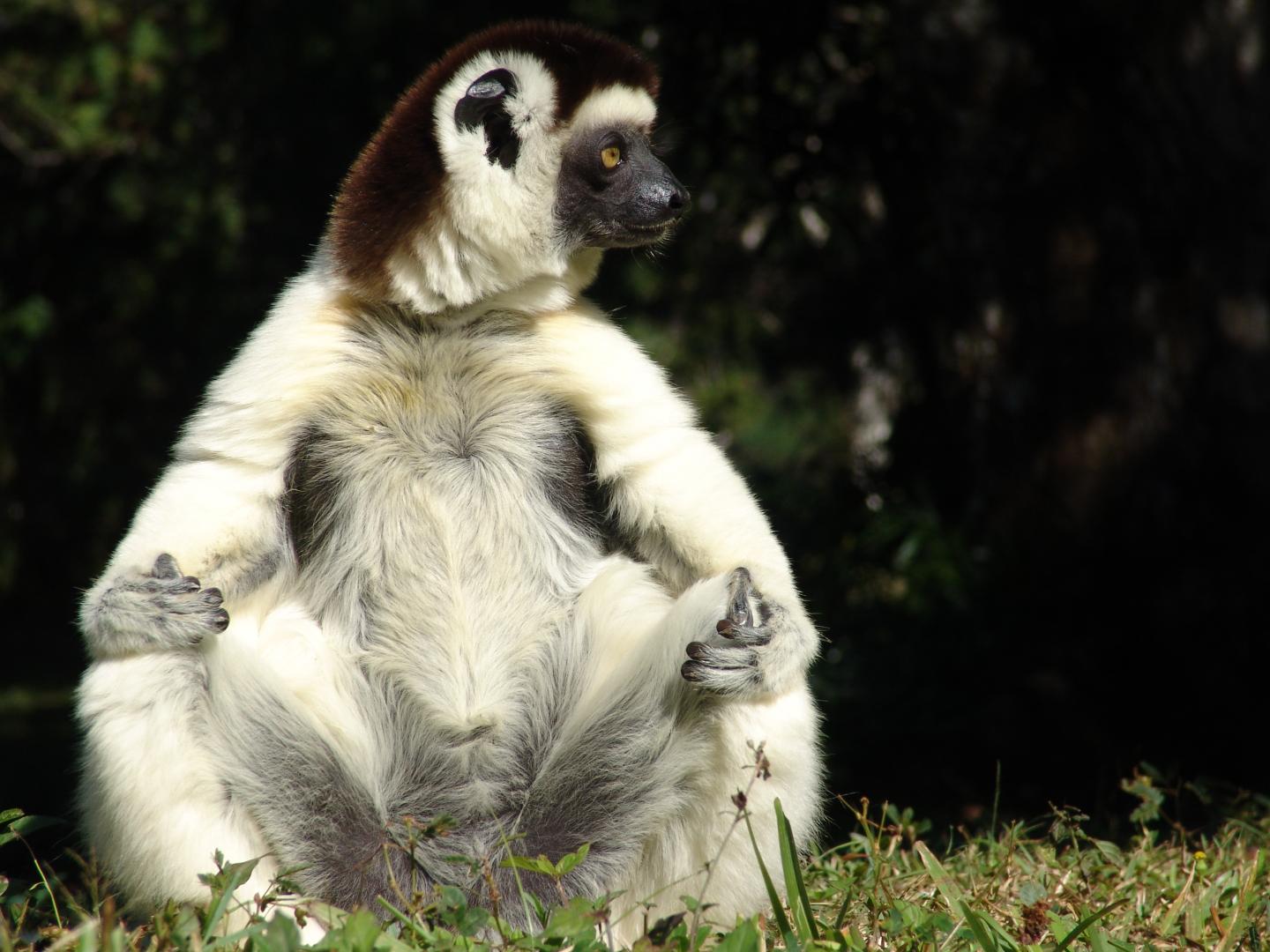 Lemur Sifaka Rainforests of the Atsinanana