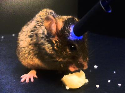 Neurons Responsible for Over-eating Revealed (3 of 5)