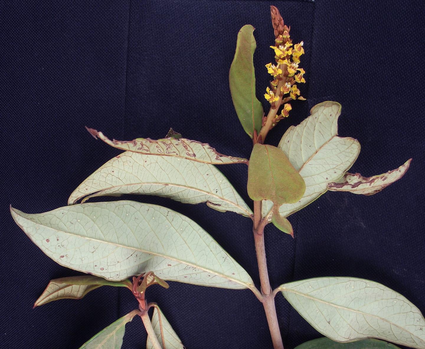 <I>Mcvaughia sergipana</I>