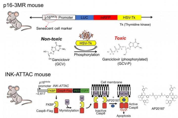 Aging Cell (2 of 3)