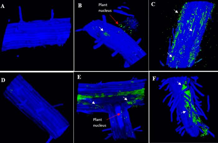 Evolutionary Battleground: Plants vs. Microbes