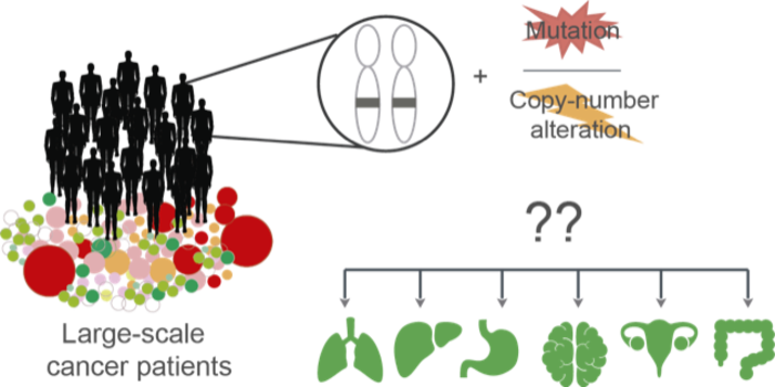 The same genomic alterations affect differently depending on the interaction with other mutations present in different types of cancer