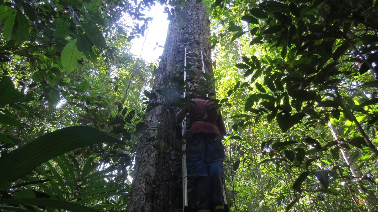 Measuring Big Trees in Central Amazon