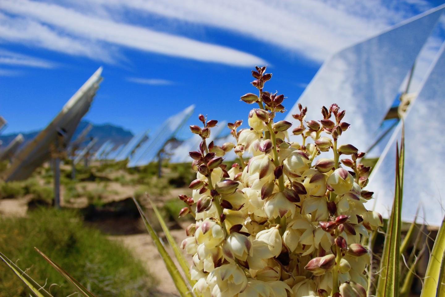 Mojave yucca plant