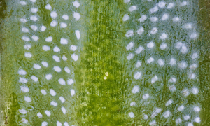 Waxy redwood leaf close up
