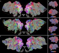 Cortical Maps of Semantic Representation for Subjects SN, AH, and JG