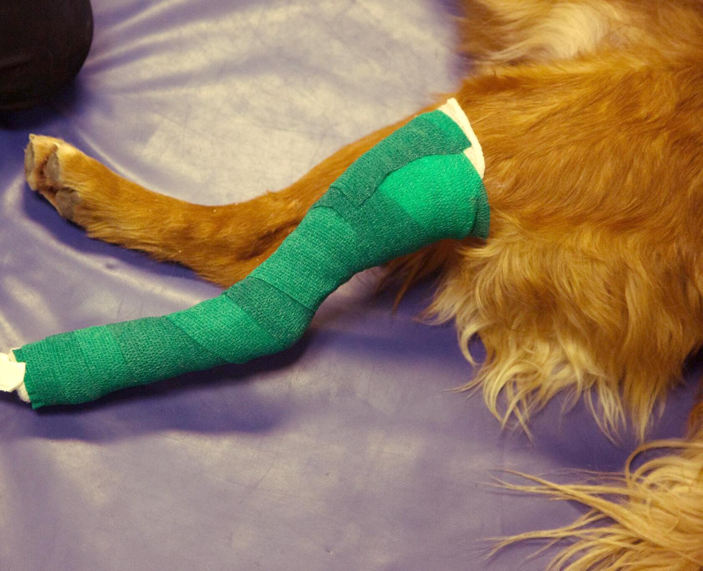A Dog Wears a Long Cast On One of its Hind Legs to Test How Much Pressure is Exerted