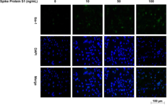 SARS-CoV-2 Spike Glycoprotein S1 Induces Neuroinflammation in BV-2 Microglia2
