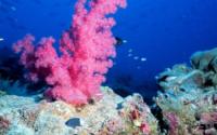 Colorful Corals and Fish in an Equatorial Pacific Reef