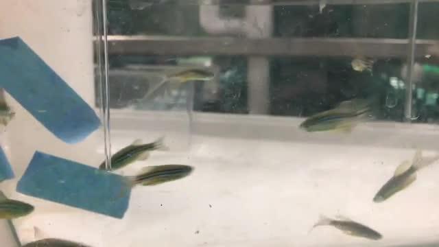 SBP's Duc Dong, Ph.D., on Using Zebrafish to Find Clues to a Rare Disease