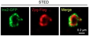 (Left) Gap junction protein expressed in stem cell niche (Middle) Gap junction protein expressed in stem cell (Right) The channel formed by gap junction proteins in niche and stem cell