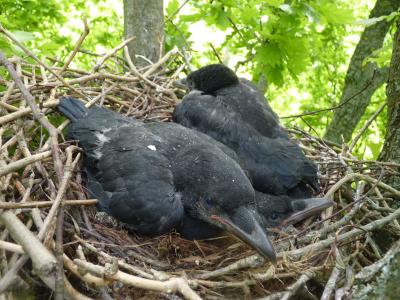 All-black Carrion Crow Nestlings