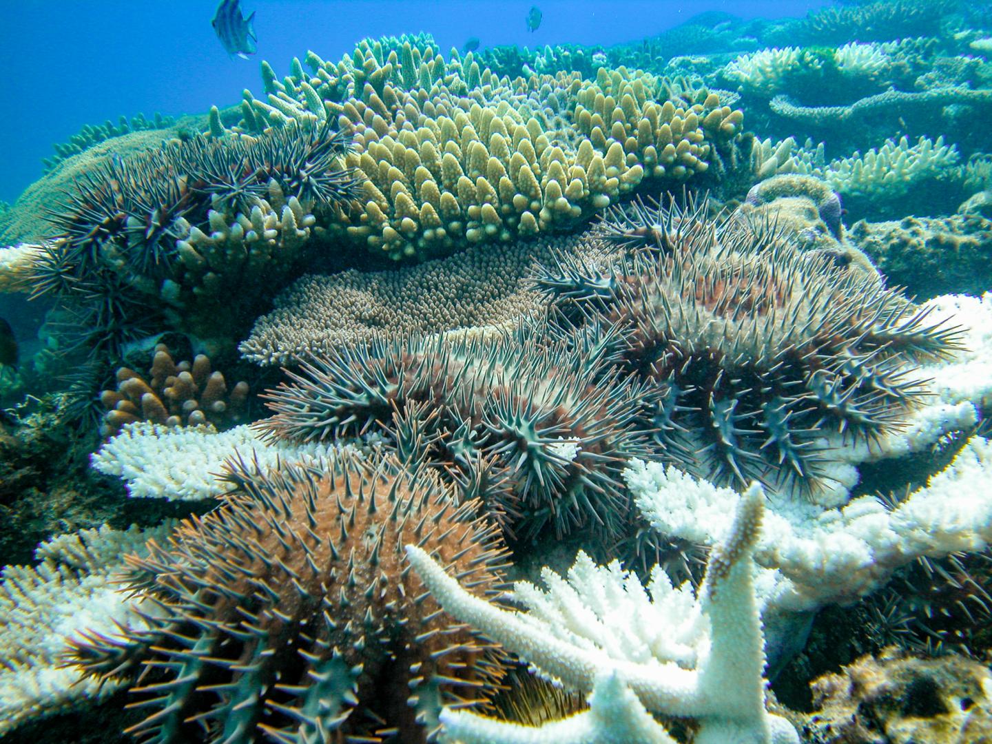 Crown-Of-Thorns Starfish Eating Coral on the Great Barrier Reef