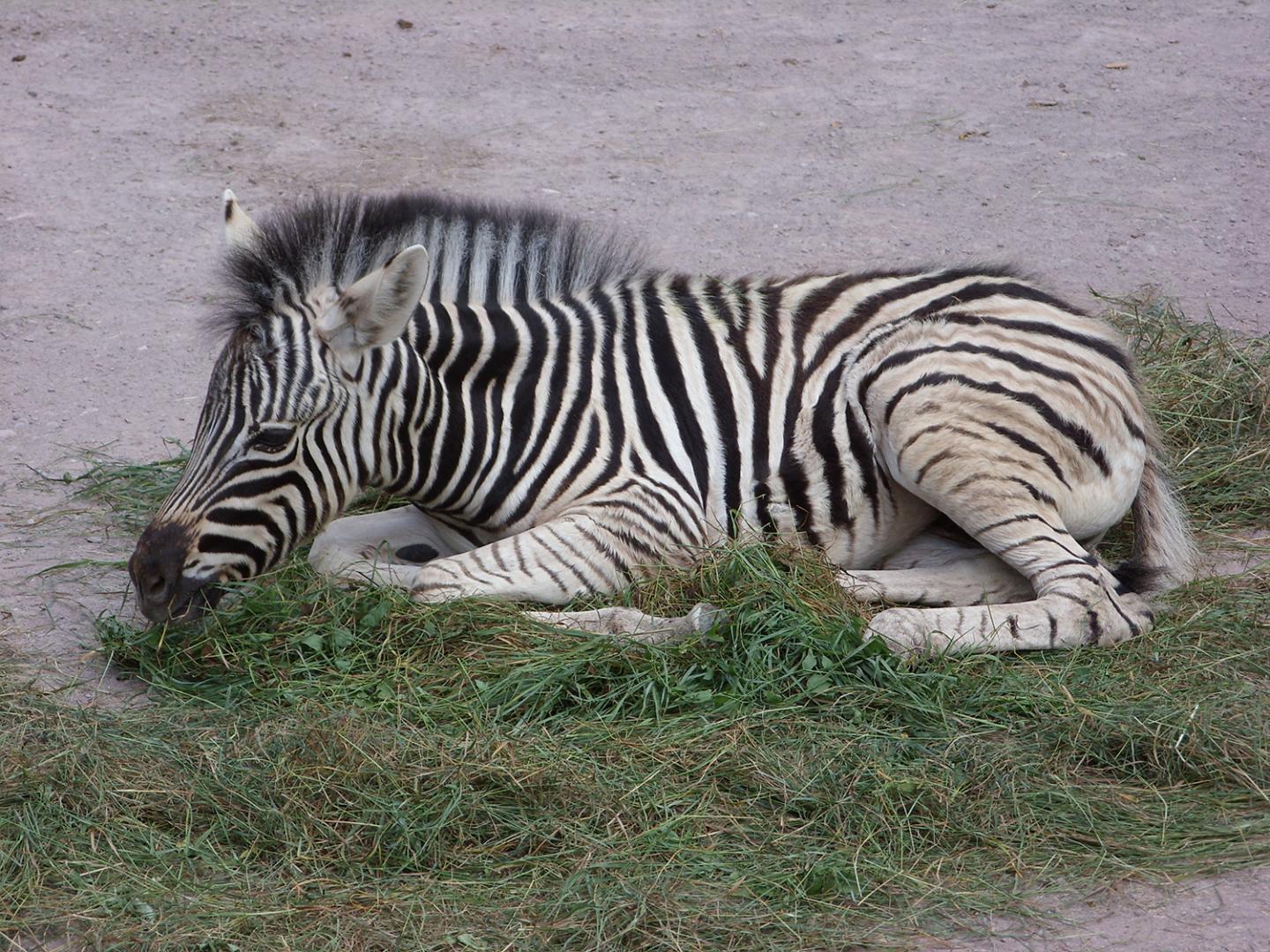 Zebra
