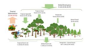 Carbon sinks and sources in global forests