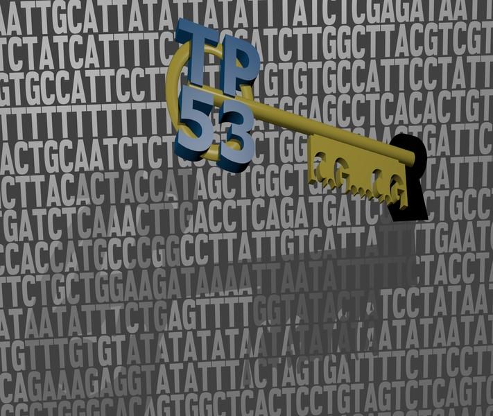 Cancer-Preventing Protein TP53 Finds Its Own Way in Our DNA
