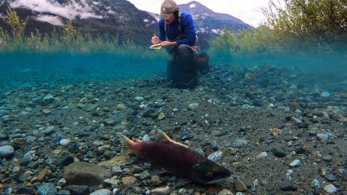 Jonathan Moore with Sockeye salmon