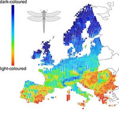 Map of Mean Color Lightness of Dragonflies in Europe