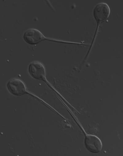 Light Microscope Image of Spores of the Parasitic Cnidarian Henneguya Salminicola