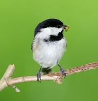 Carolina Chickadee with Caterpillar Prey 2