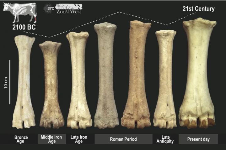 Changing livestock in ancient Europe reflect political shifts