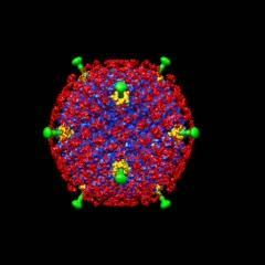 Blood-Clotting Enzyme Calls for Backup Against Adenovirus (4 of 4)