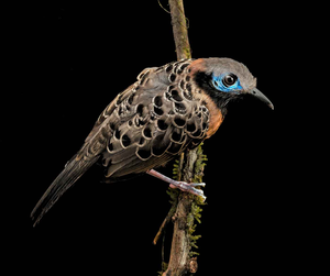 Ocellated antbird