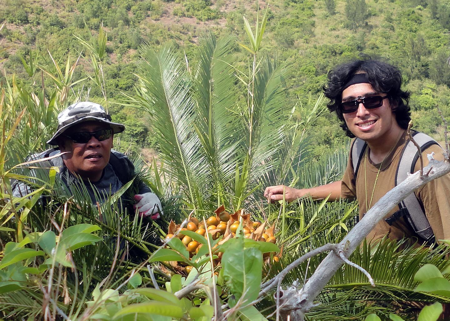 Cycad Exploratory Work