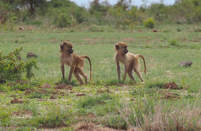 Juvenile baboons in Amboseli National Park in Kenya