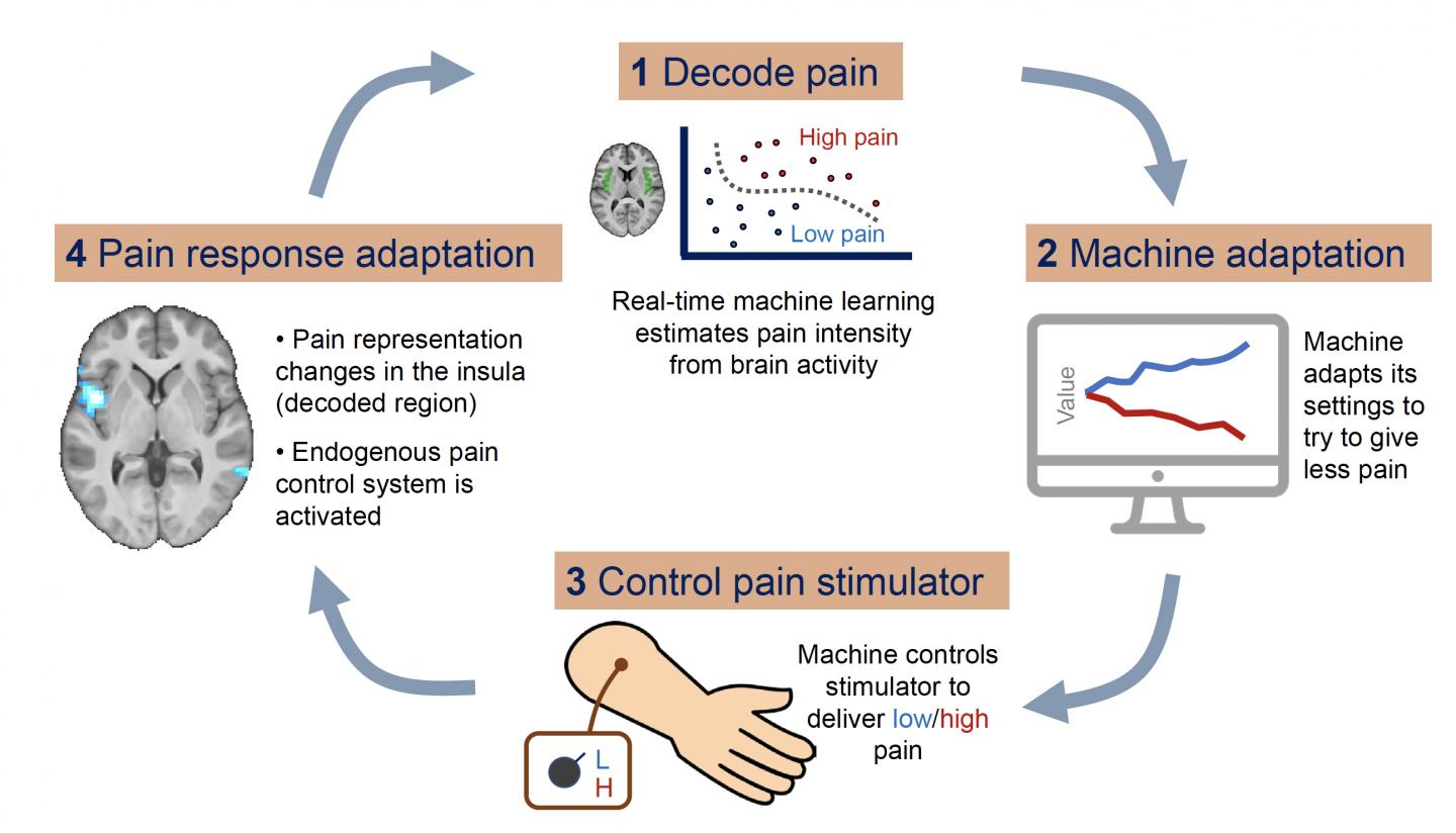 Graphical abstract