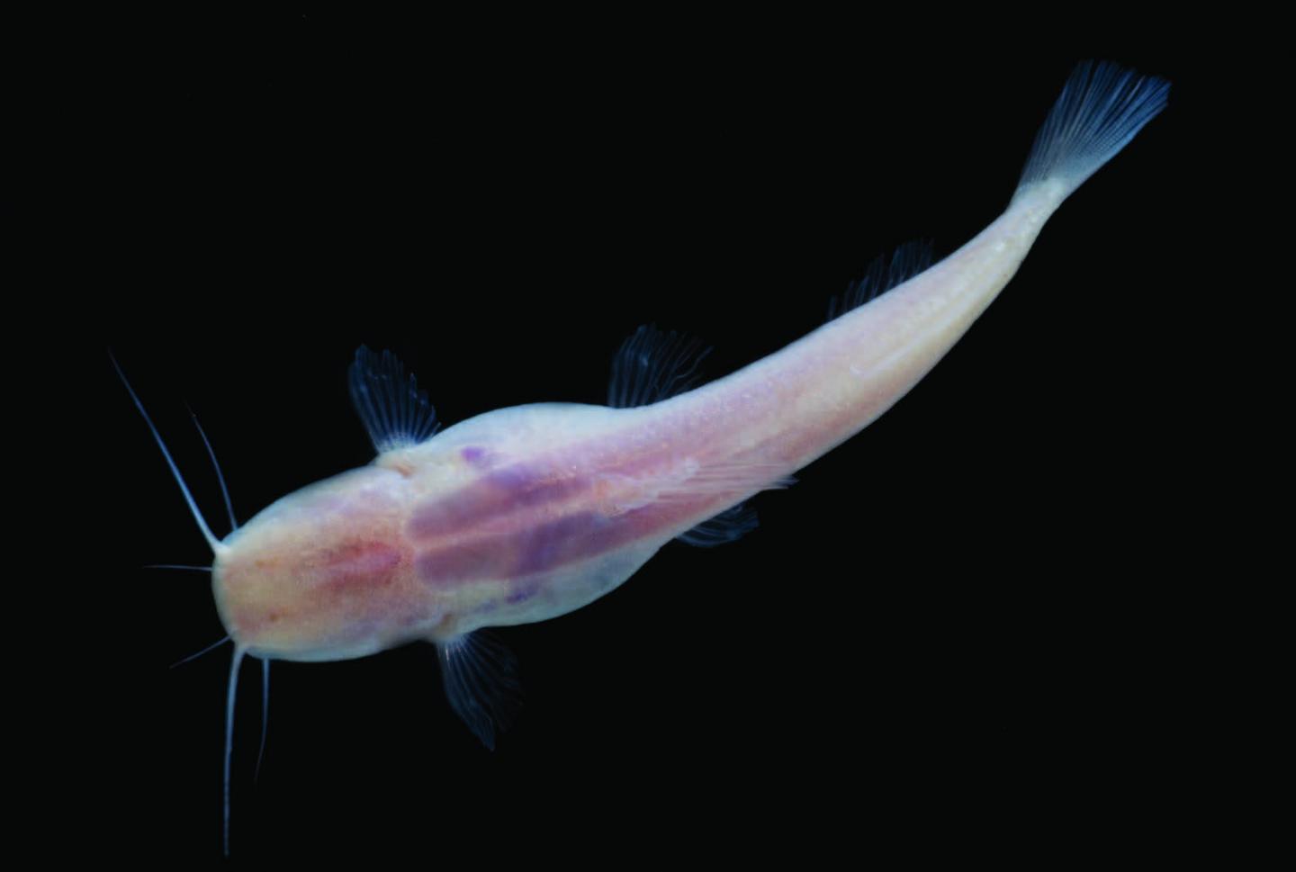 Highly Troglomorphic Catfish from Northeastern Brazil