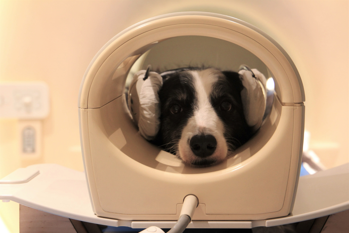 Dog in a brain scanner