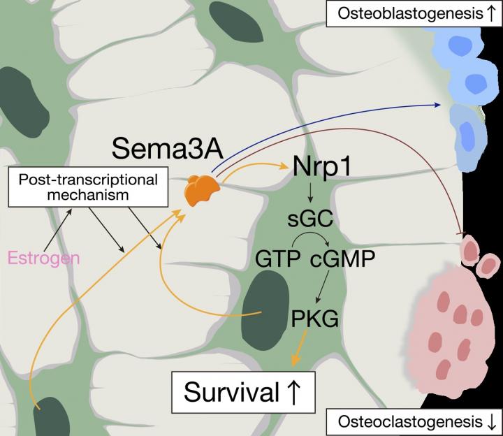 Autoregulation of Osteocyte Sema3A in Bone Homeostasis