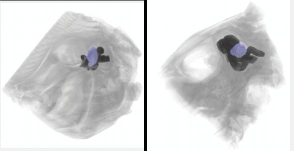 MicroCT imaging of the optic tecta (in blue) within the brain (dark) of a Peacock Flounder