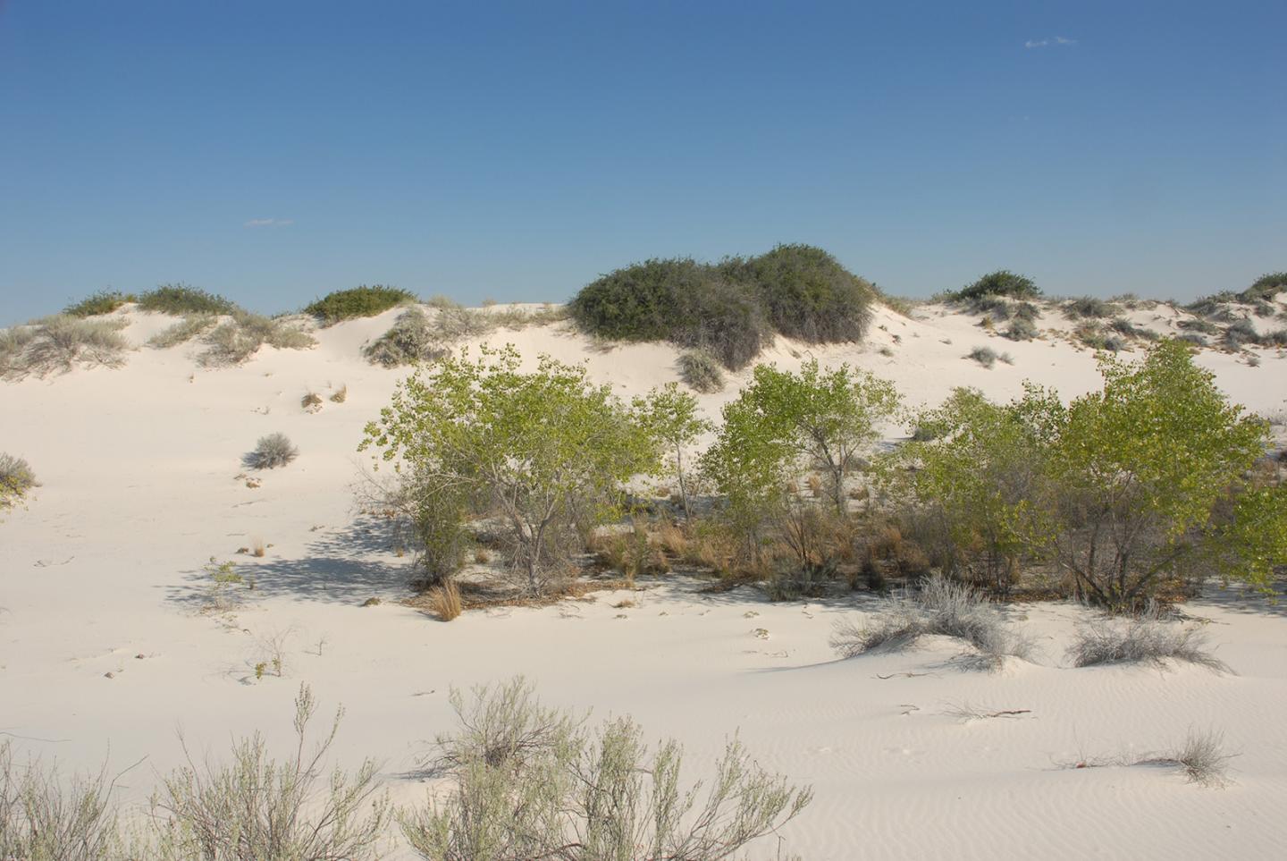 Habitat of the New Moth Species <em>Givira delindae</em>