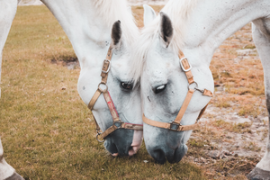 Two horses in Germany.