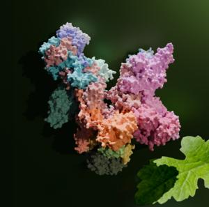 The image shows a high-resolution 3D model of the plant RNA polymerase PEP, which plays a central role in photosynthesis.  Copyright: Paula Favoretti Vital do Prado and Johannes Pauly / MPI-NAT, UMG