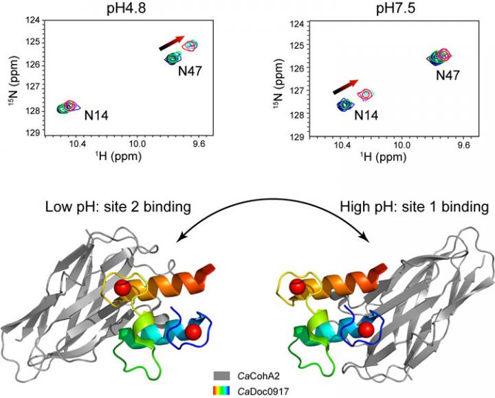A pair of protein modules show pH-dependent dual-binding-site switch