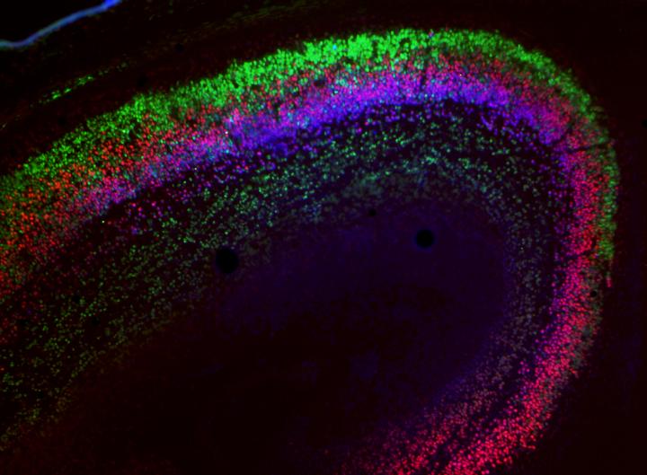 Brainbow by Maria Bergamasco