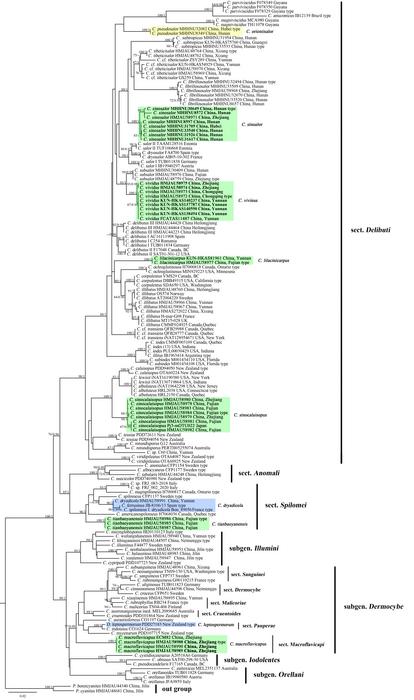 ML tree inferred from ITS+LSU+rpb2 sequences. The tree is rooted in Phlegmacium species. ML bootstrap values (≥70%) and Bayesian posterior probabilities (≥0.90) are shown on each branch (ML-BP/BPP). New species are marked with green, new combinations 