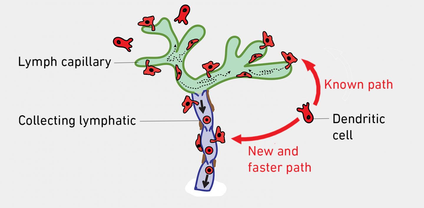 Shortcut for dentritic cells