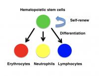 Fig.2. Differentiation of HSCs