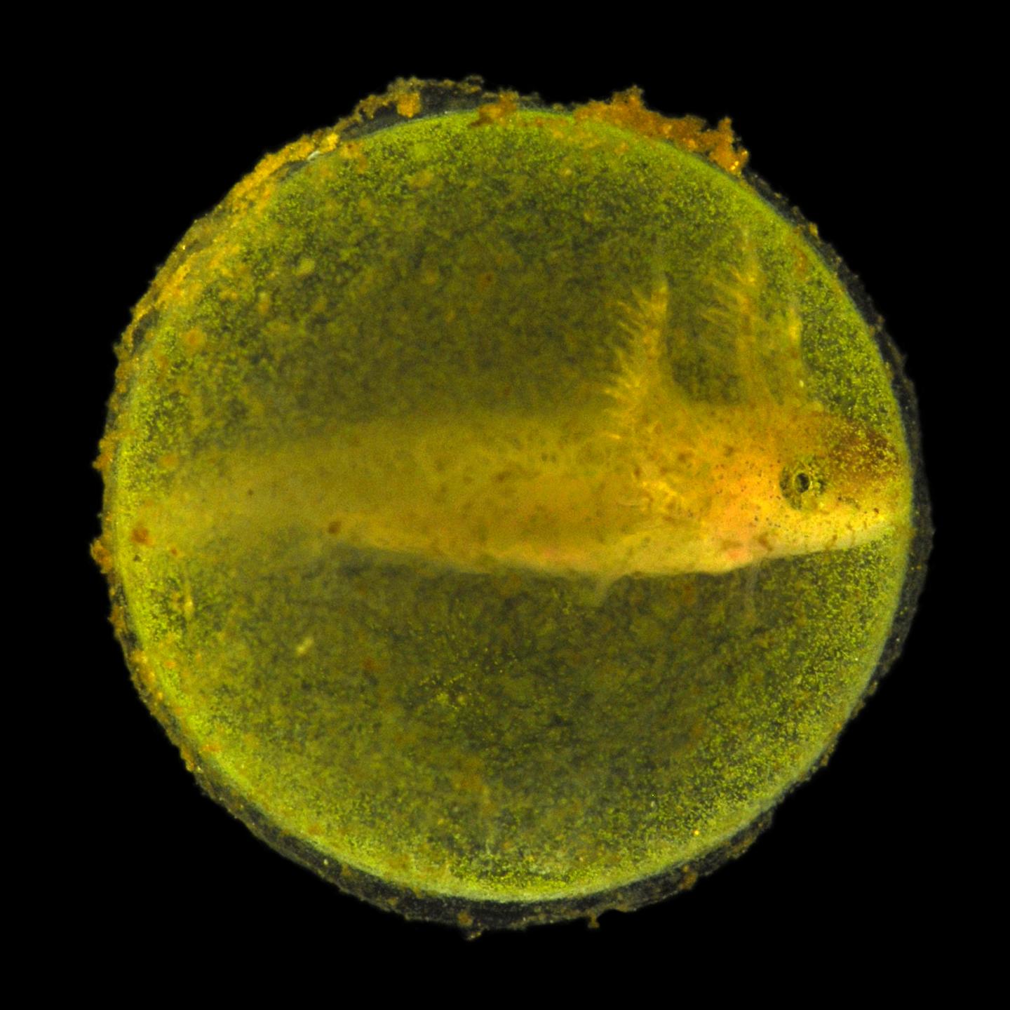 Salamander Egg Capsule
