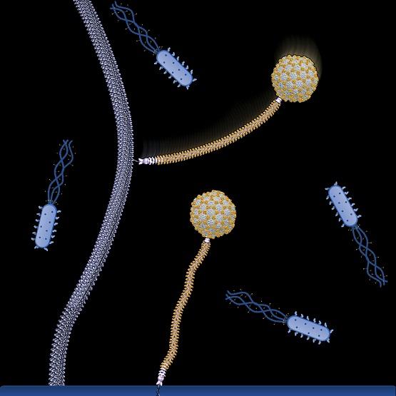 Artistic Representation of the Flagellotropic YSD1 Bacteriophage
